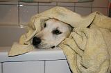 SECHAGE - GOLDEN RETRIEVER 014